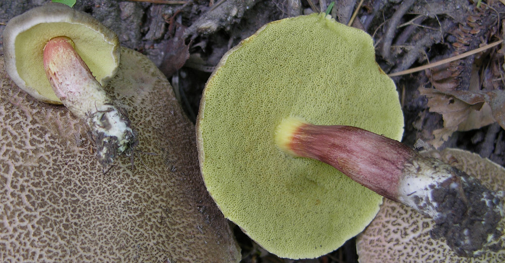 D''accordo per Boletus chrysenteron Bull